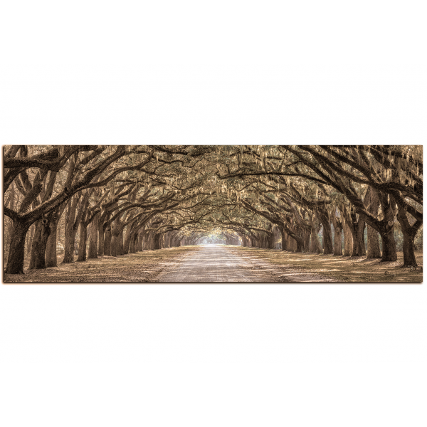Obraz na plátně - Historické dubové stromy lemované polní cestou - panoráma